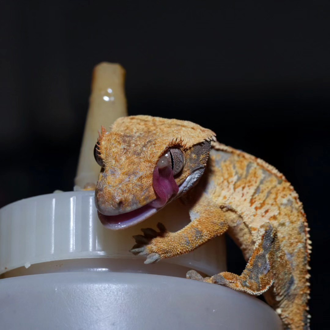 Crested Gecko Diets