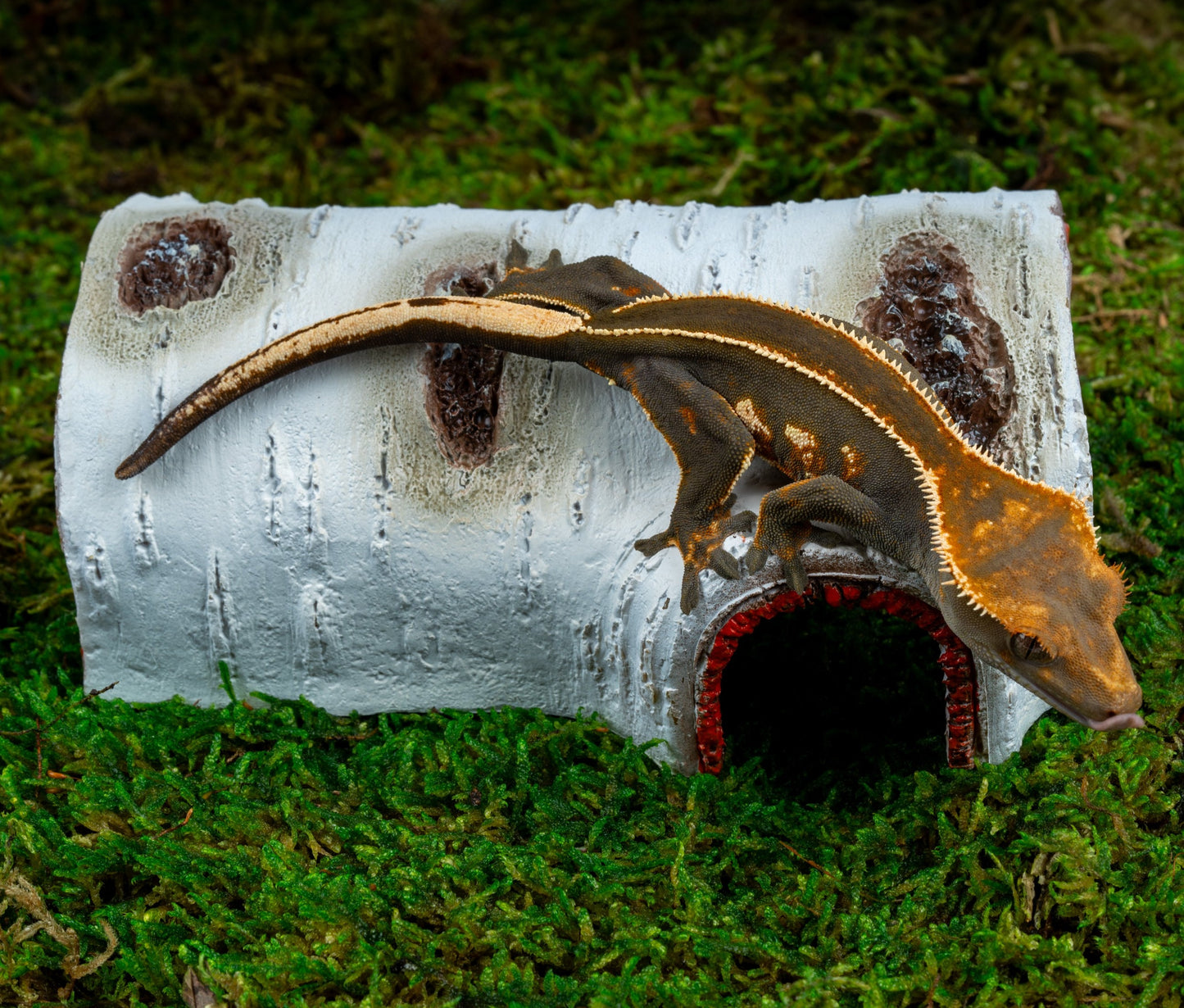 Aspen Log Crested Gecko Hide