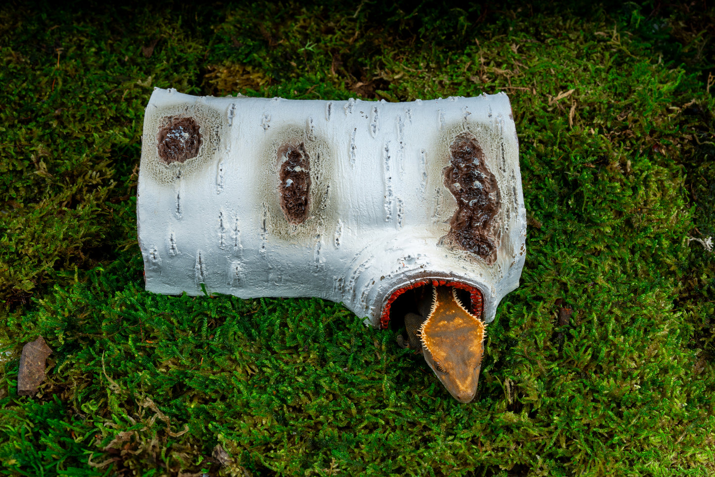 Aspen Log Crested Gecko Hide