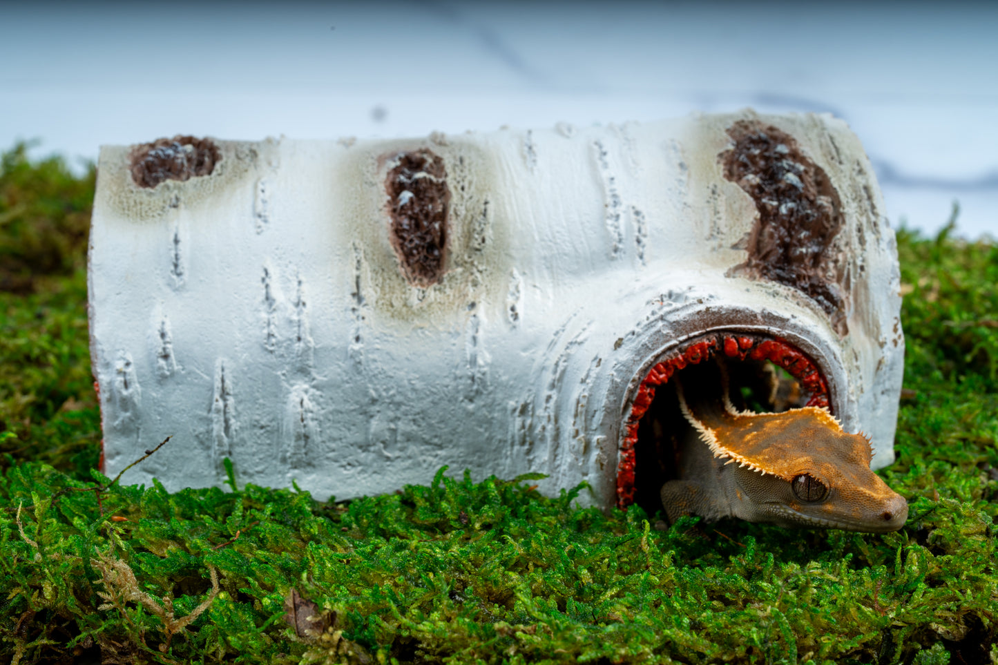 Aspen Log Crested Gecko Hide