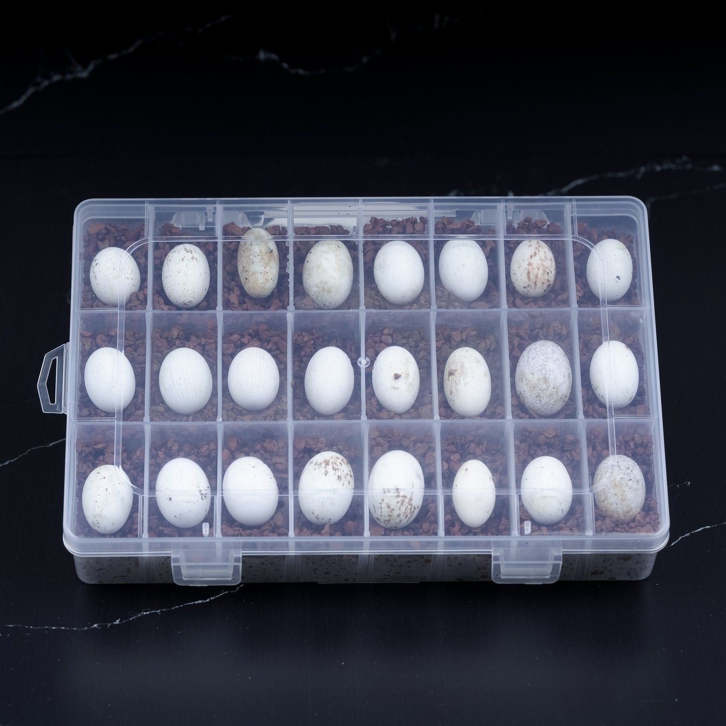 Crested Gecko Egg Incubation Tray