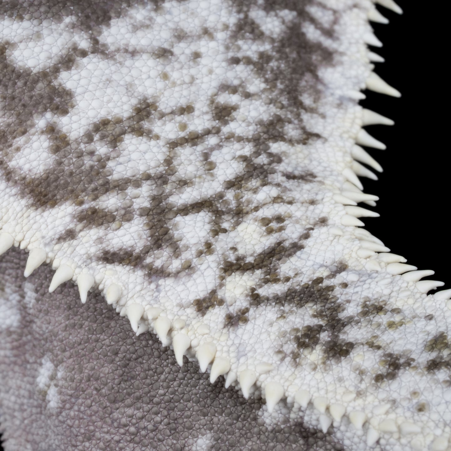 Axanthic Lilly White Head Digital Download
