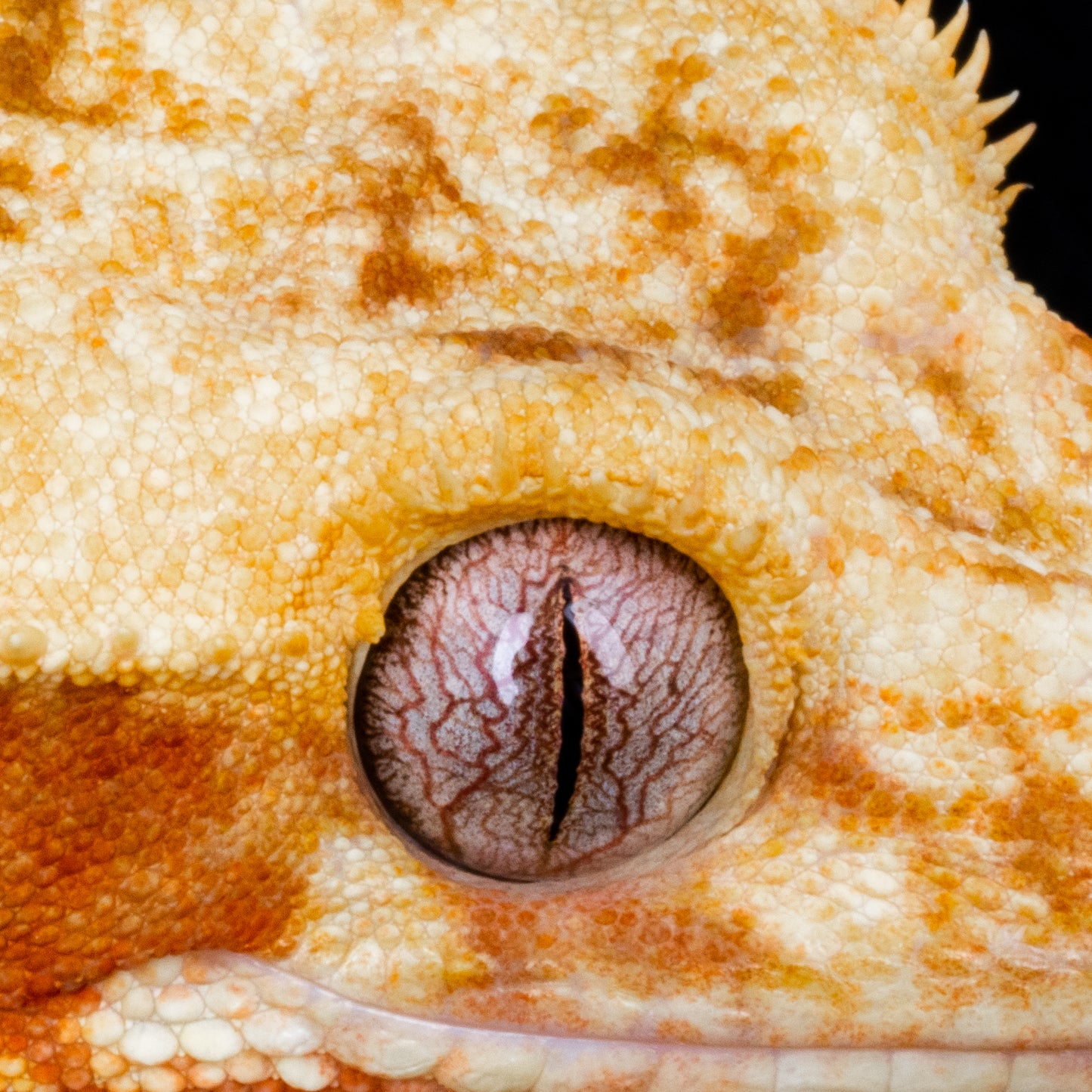 Eye Close Up Digital Download