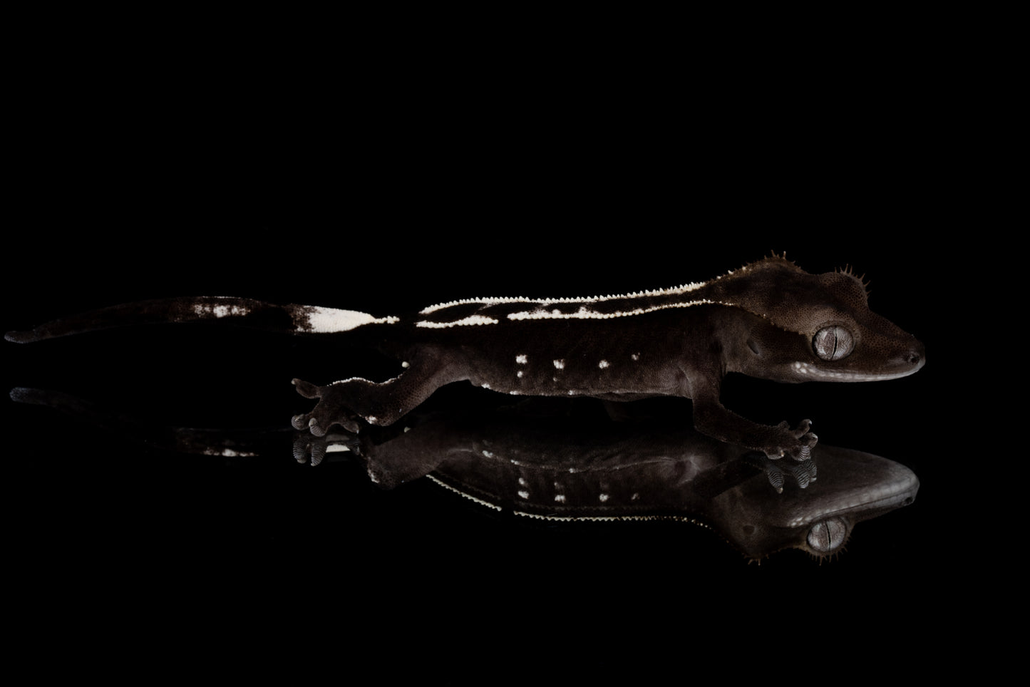 Axanthic Pinstripe Digital Download