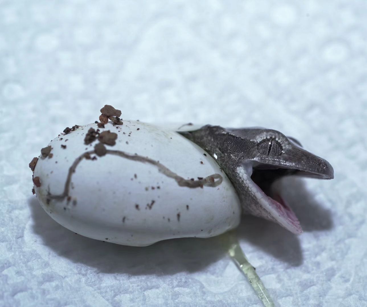Crested Gecko Incubation