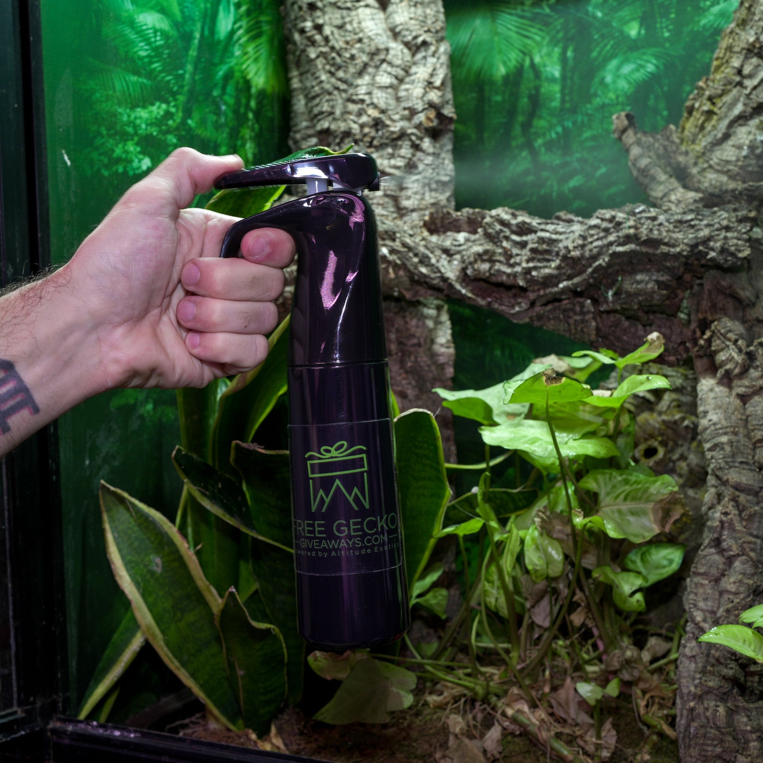 Crested Gecko Care