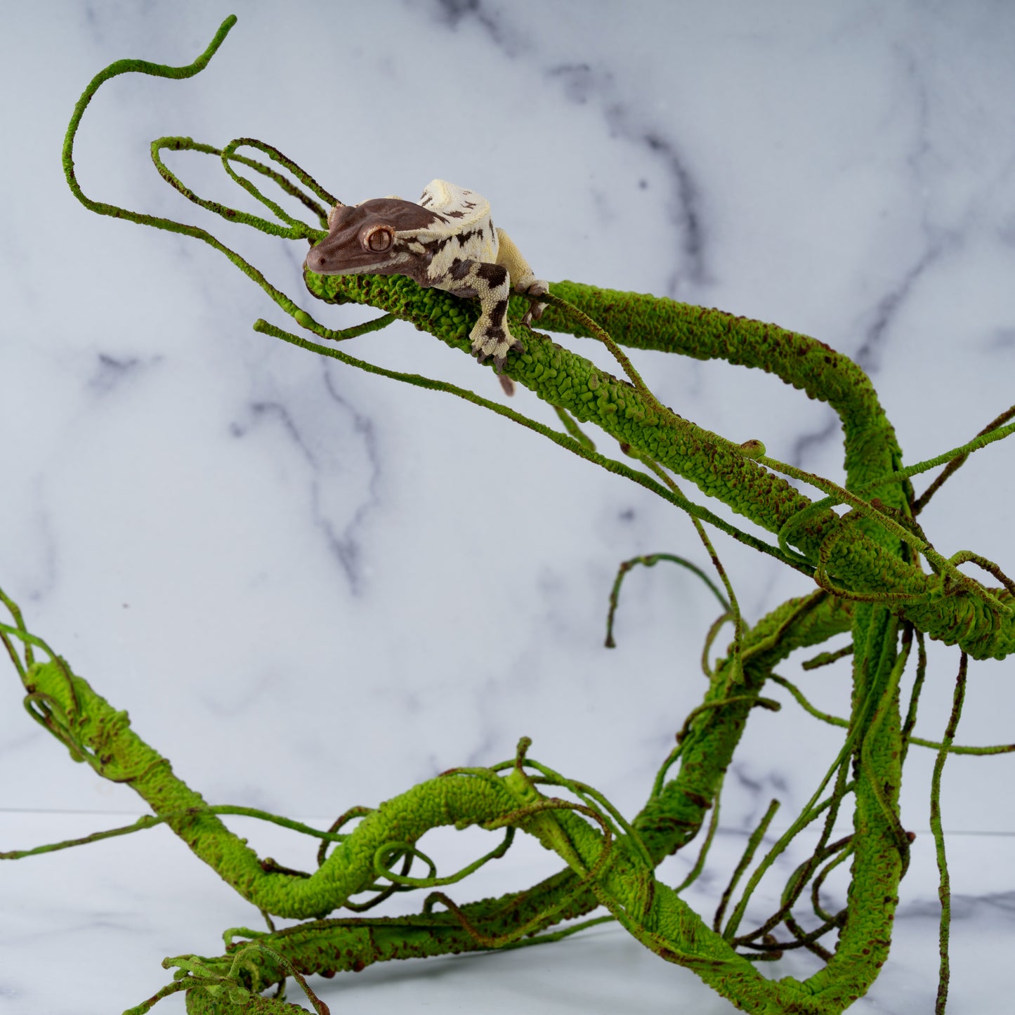 Altitude Exotics Premier Climbing Vine- Light Green