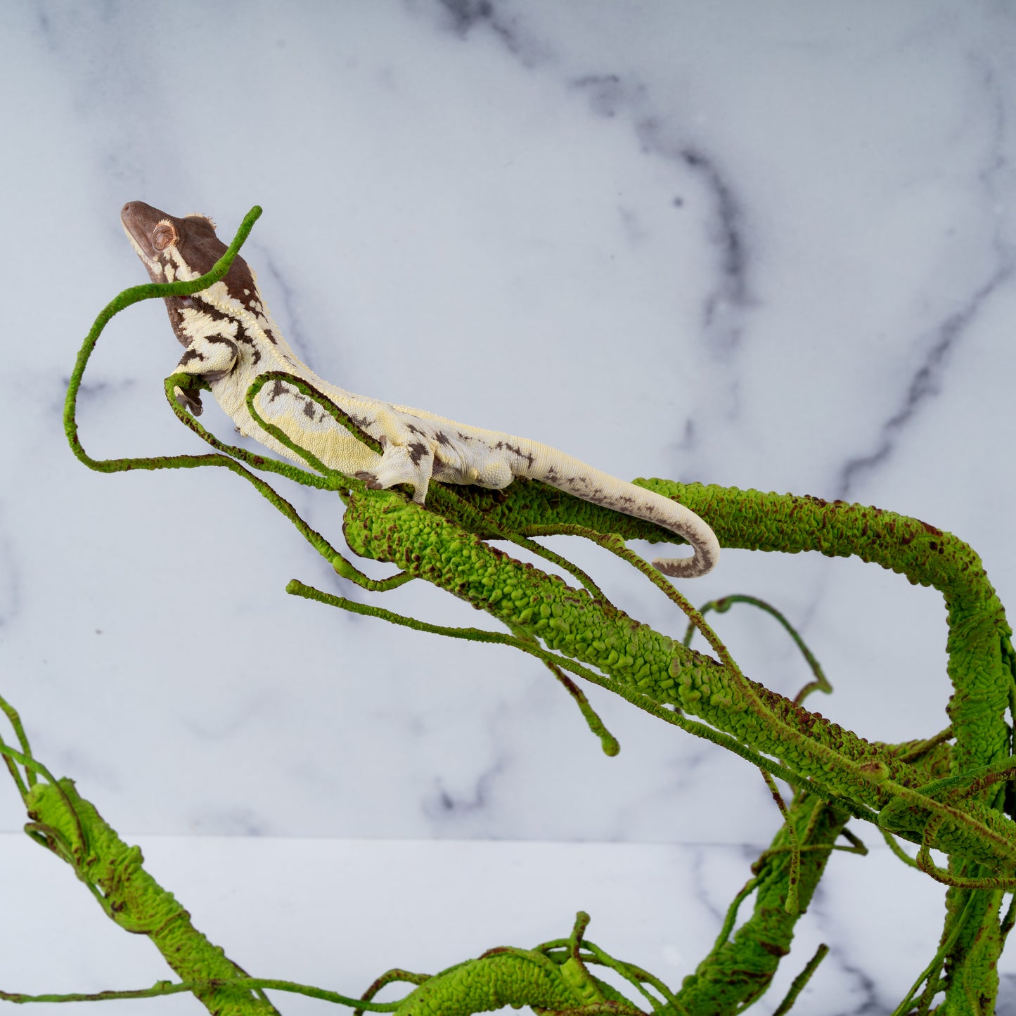 Altitude Exotics Premier Climbing Vine- Light Green