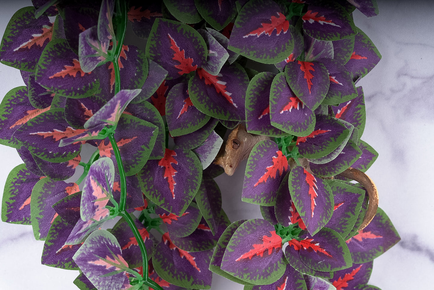 Repti Jungles Hanging Plant by Altitude Exotics- Purple