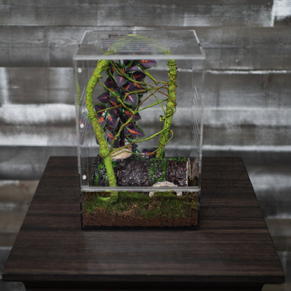 Crested Gecko Hatchling Complete Starter Kit