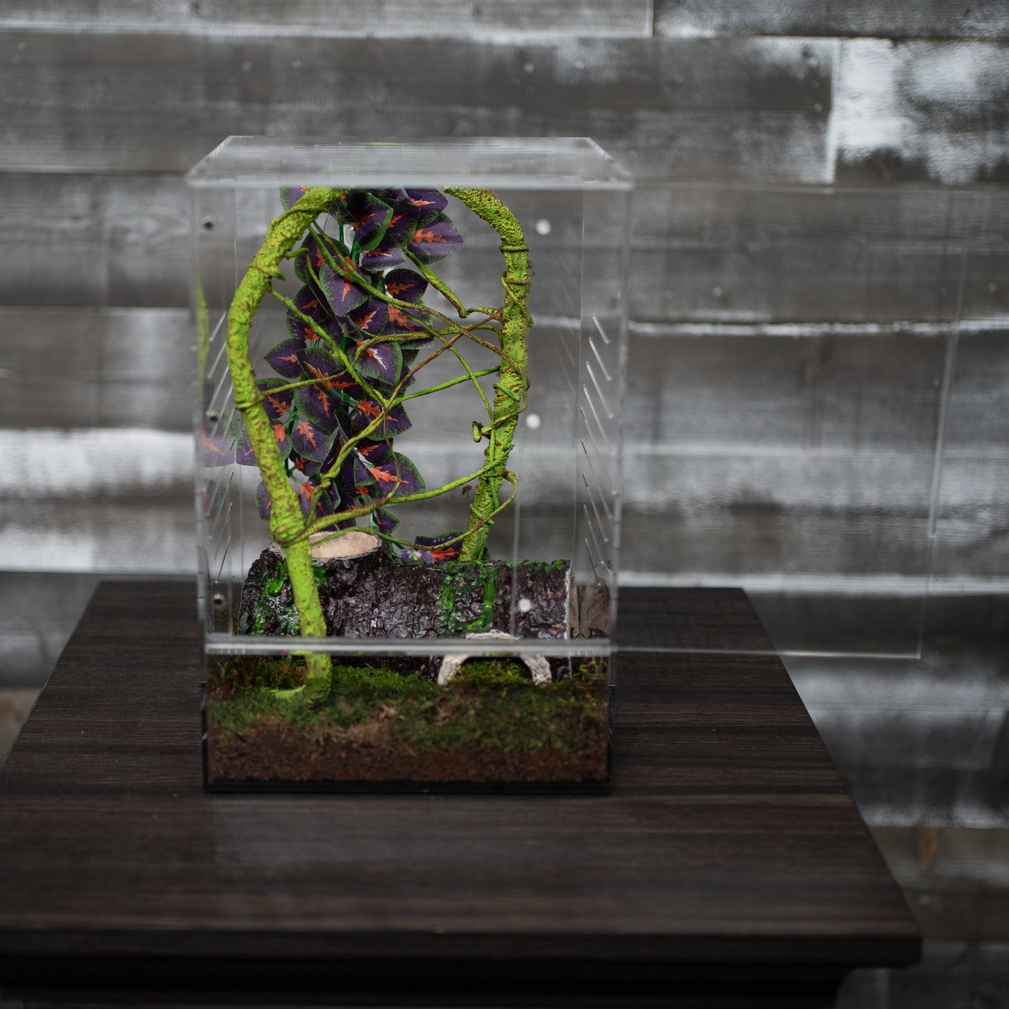 Crested Gecko Hatchling Complete Starter Kit