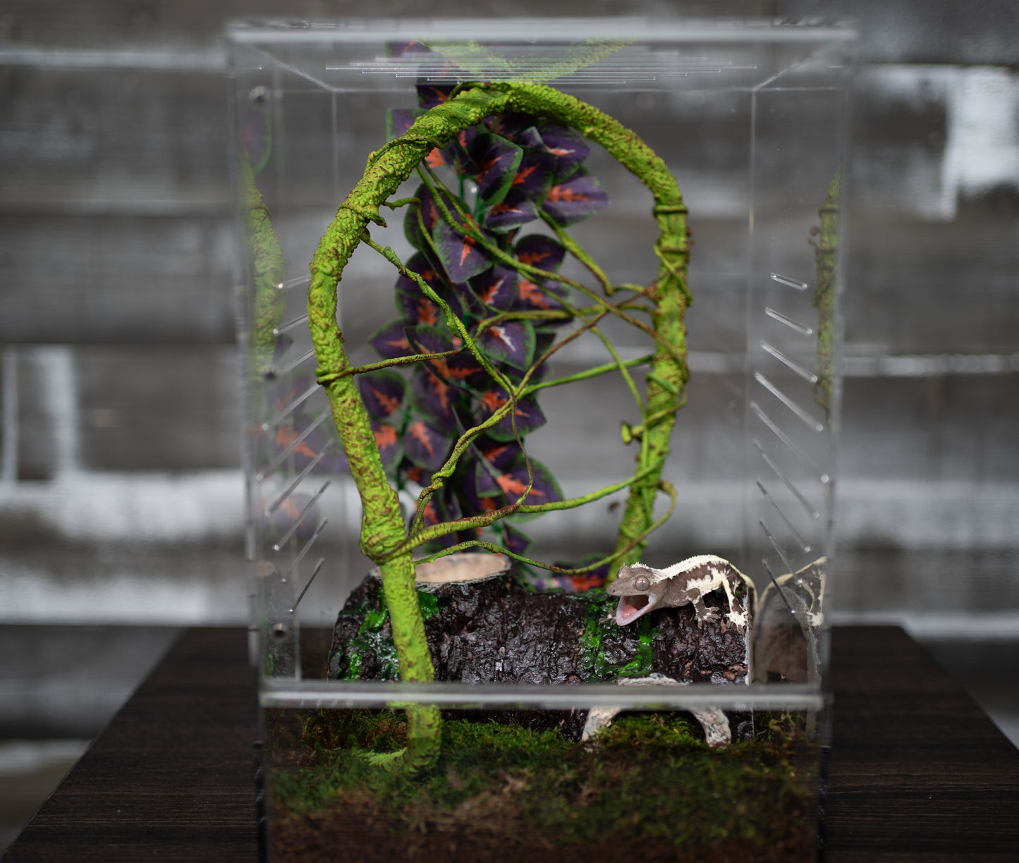 Crested Gecko Hatchling Complete Starter Kit