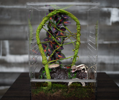 Crested Gecko Hatchling Complete Starter Kit