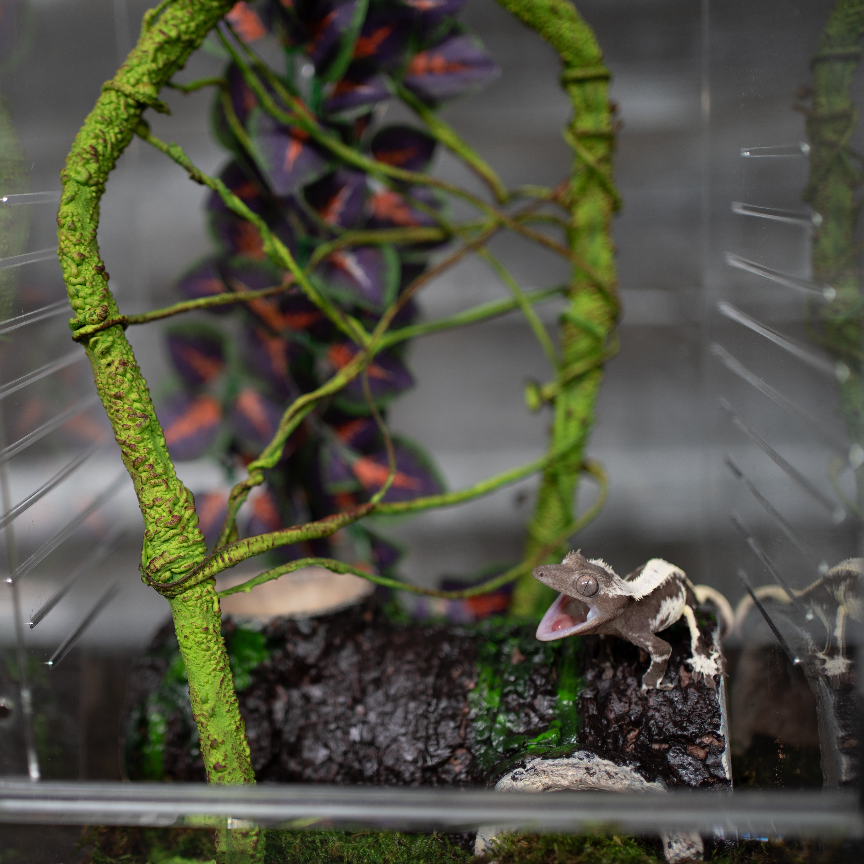 Crested Gecko Hatchling Complete Starter Kit – Free Gecko Giveaways