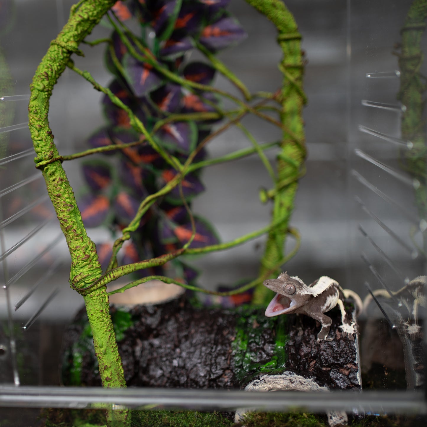 Crested Gecko Hatchling Complete Starter Kit