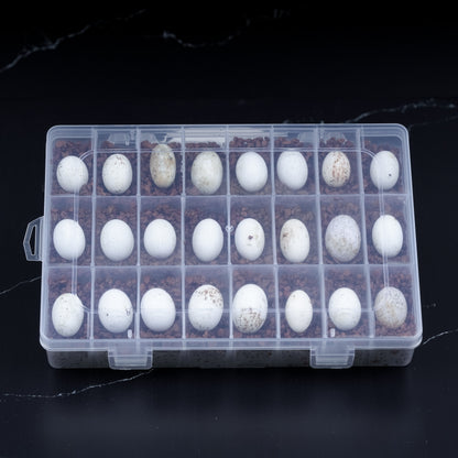 Crested Gecko Egg Incubation Tray