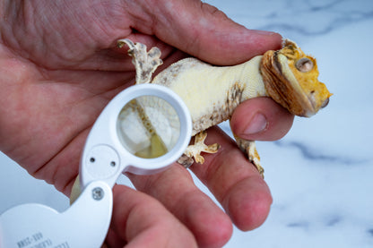 40x Crested gecko Sexing Loupe