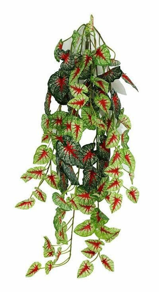 Caladium Hanging Bush 24"