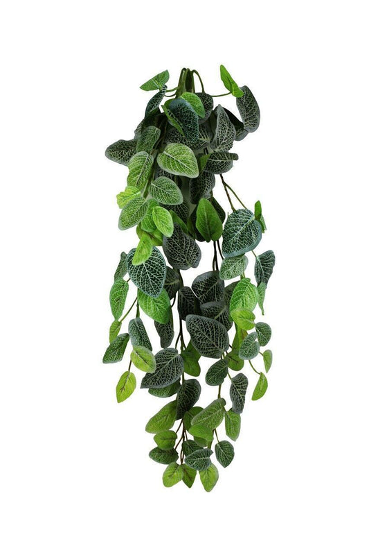 Fittonia Hanging Bush 24"